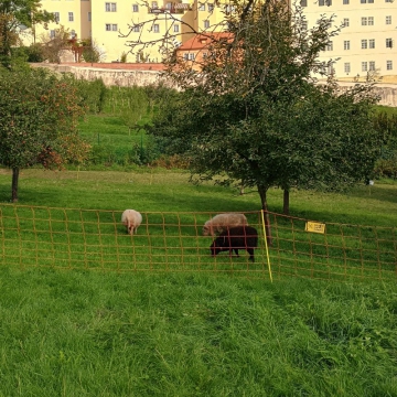 Průběh obnovy Boromejské zahrady pod Strahovem